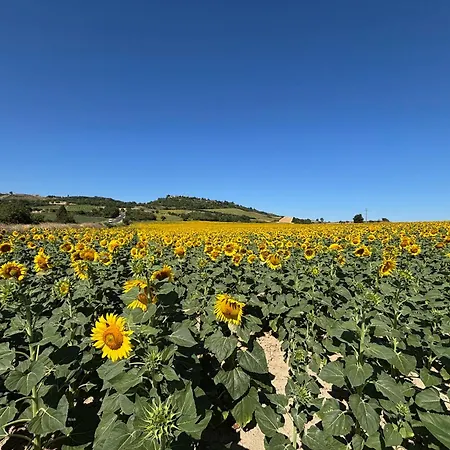 Aux Tournesols Lavelanet