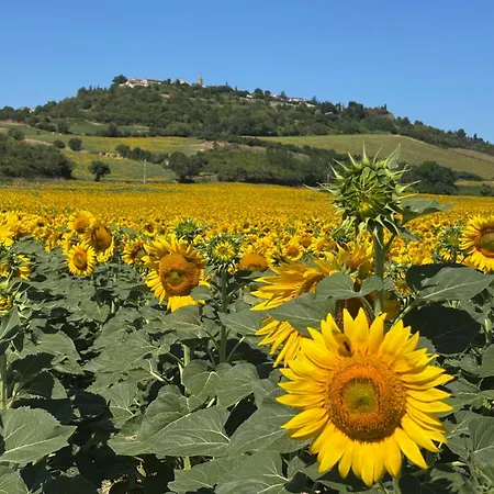 Bed and Breakfast Aux Tournesols Lavelanet
