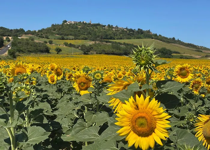 Bed & Breakfast Aux Tournesols Lavelanet